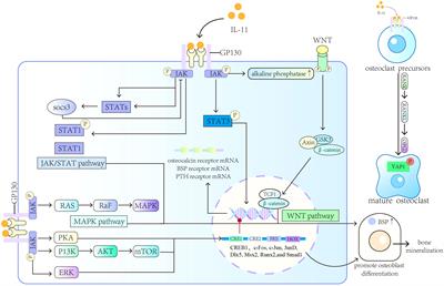 Roles of IL-11 in the regulation of bone metabolism